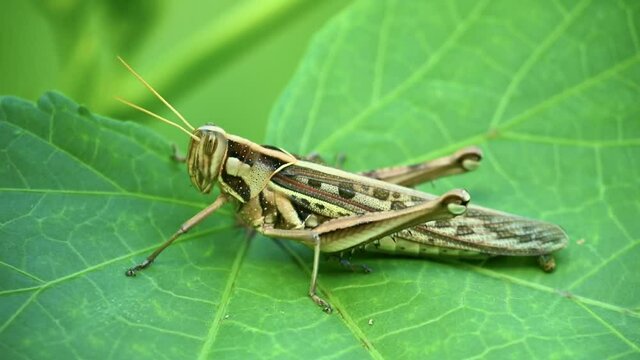 Short horned locust on vibrant green plant leaf with brown camouflage. Wildlife insect grasshopper footage.