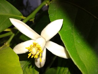 Obraz premium blooming lemon