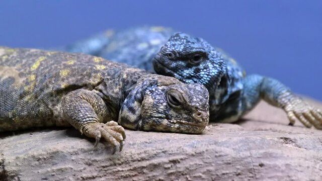 A Pair Of Ornate Mastigure Lizards Resting On The Rock - extreme close up