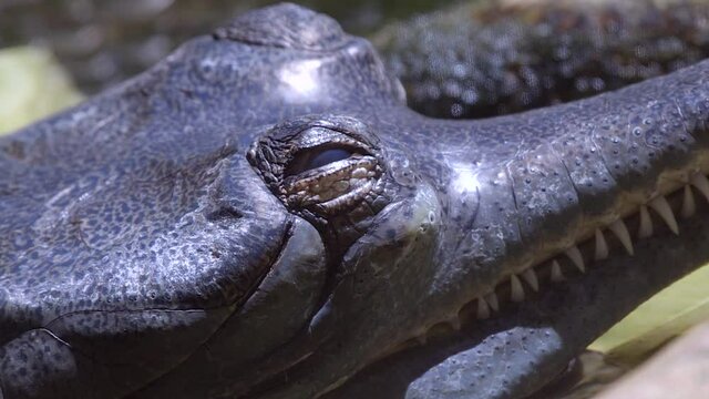 Indian Gharial Opening And Closing Its Eye While Resting Beside The Pond.  - close up