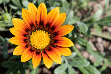 Gatzania flower, similar to a camomile, blooms in yellow.