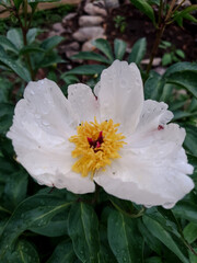 pink and white flower