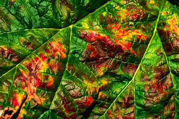 Blattadern Herbstblatt
