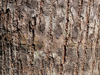 bark of a tree