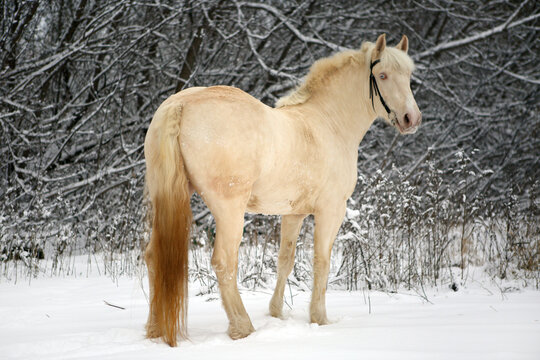 Falabella horse in snow