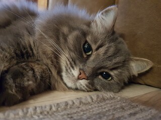 Gray cat with green eyes