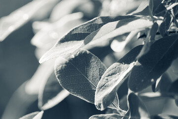 Fresh green leaves of honeysuckle in the garden. Selective focus. Shallow depth of field. Black and...