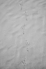 Roadrunner footprints on desert sand in White Sands National Monument in New Mexico
