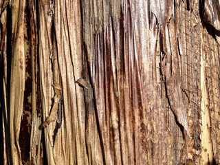 Obraz premium old wood texture