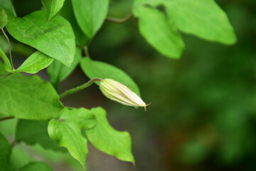 クレマチスのつぼみ