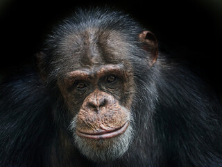 Close up portrait of the Chimpanzee (Pan troglodytes) on a black background   