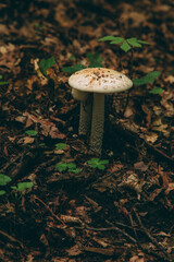 Wild mushroom in the forest, natural food, summer harvest. Wallpaper, natural background, beautiful photo with soft focus and tinting.