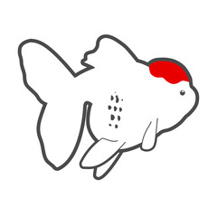 Goldfish white oranda with red wen head