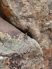 old tree bark