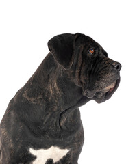 adult cane corso