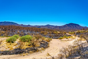 Fire damaged land in the Sonoran desert