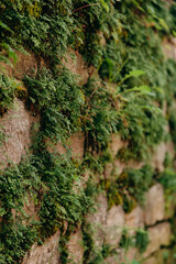 An old medieval stone wall, grass and moss on it. Wallpaper, natural background, copy space, soft focus.
