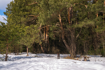 A large pine tree in the winter forest.