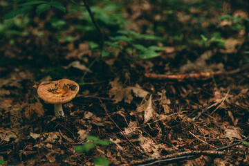 Wild mushroom in the forest, natural food, summer harvest. Wallpaper, natural background, beautiful photo with soft focus and tinting.