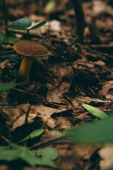 Wild mushroom in the forest, natural food, summer harvest. Wallpaper, natural background, beautiful photo with soft focus and tinting.