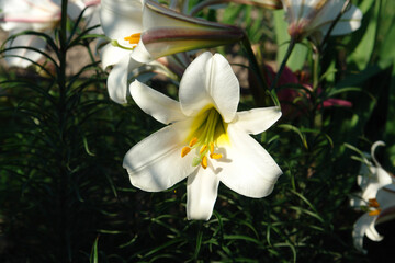 Bright white flower of Lilium longiflorum (Easter lily) in the garden, closeup, natural blurred background