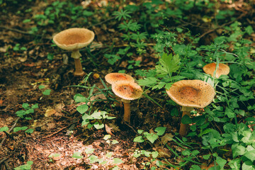 Wild mushroom in the forest, natural food, summer harvest. Wallpaper, natural background, beautiful photo with soft focus and tinting.
