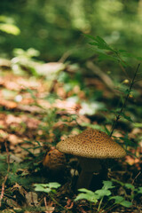 Wild mushroom in the forest, natural food, summer harvest. Wallpaper, natural background, beautiful photo with soft focus and tinting.