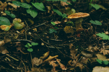 Wild mushroom in the forest, natural food, summer harvest. Wallpaper, natural background, beautiful photo with soft focus and tinting.