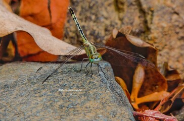 dragonfly on a branch