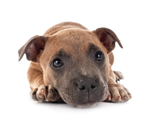 puppy staffordshire bull terrier