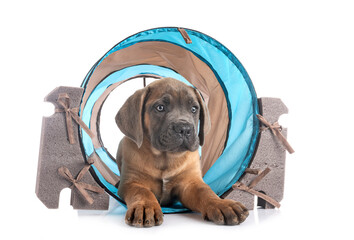 puppy cane corso