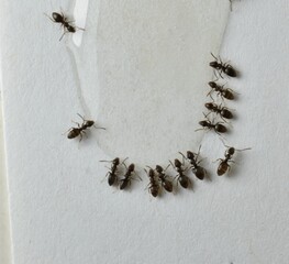 Close up picture of small brown ants, called Odorous House Ants, eating poison.