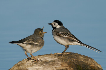 White wagtail (Motacilla alba) in its natural enviroment in Denmark