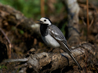 White wagtail (Motacilla alba) in its natural enviroment in Denmark