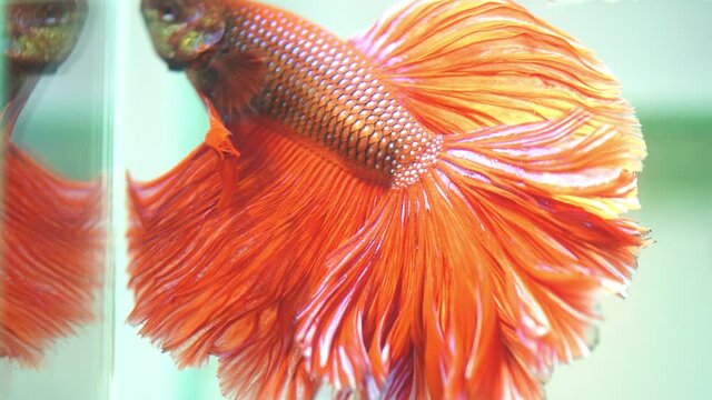 slow motion red fighting fish