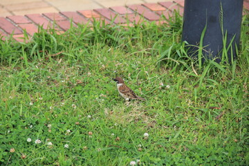 雑草が茂る地面に立つスズメ