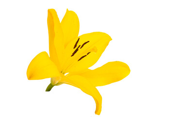 yellow lily isolated