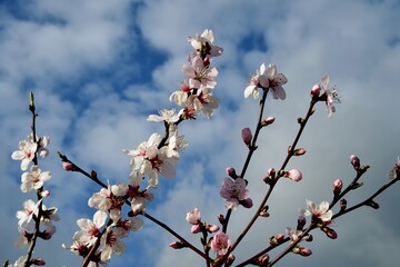 almond trees in bloom on blue sky in spring