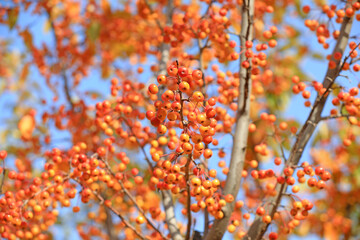 Begonia fruit on branches, North China