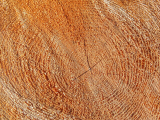 texture of tree trunk
