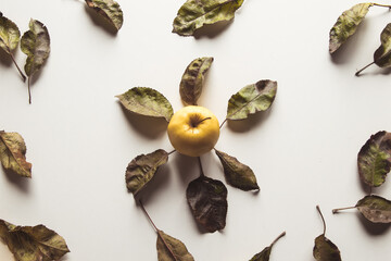 Yellow apples on a white background with old leaves, wholesome food, farming, vegetarian