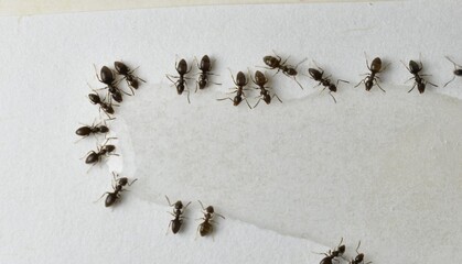 Close up picture of small brown ants, called Odorous House Ants, eating poison.