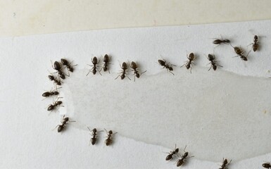 Close up picture of small brown ants, called Odorous House Ants, eating poison.
