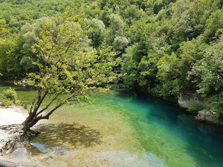 tree on river Voidomatis in summer people for pick nick under the green trees Greece