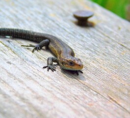 reptile on a tree