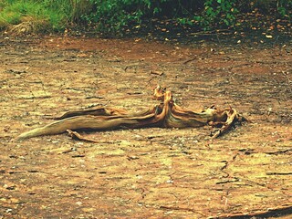 dead tree in the woods