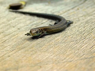 reptile on a tree