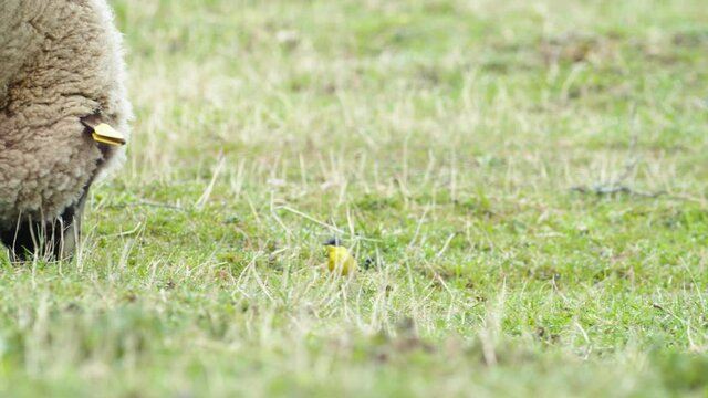 Yellow wagtails between sheep in pasture meadow grass