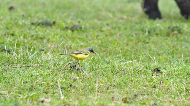 Yellow wagtails between sheep in pasture meadow grass