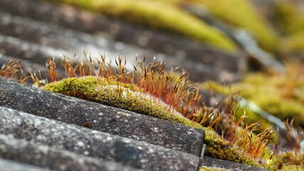 An old asbestos wavy roof covered with moss close up - Powered by Adobe